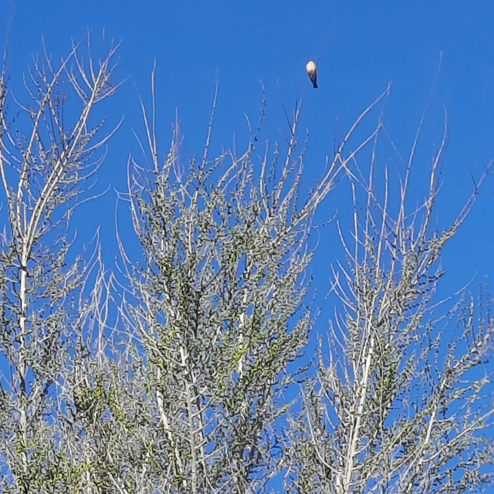 Meet your Posher, Cheyenne